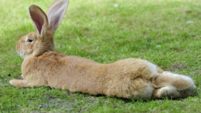 Wenn alle Vorsicht nichts nützt