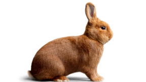 Rasseportrait – Sachsengold