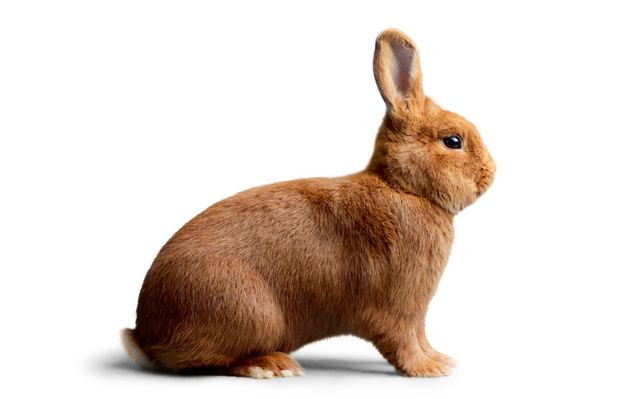 Rasseportrait – Sachsengold