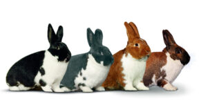 11. Mecklenburger-Schecken-Club-Vergleichsschau 2018 in Maihingen