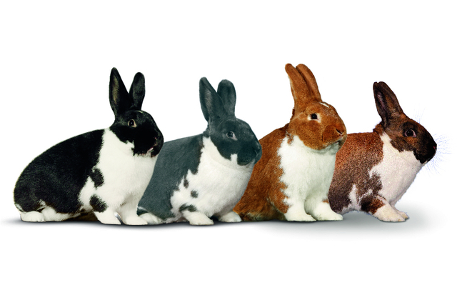 11. Mecklenburger-Schecken-Club-Vergleichsschau 2018 in Maihingen