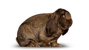 40. Widder-Club-Vergleichsschau 2025 in Schönbach