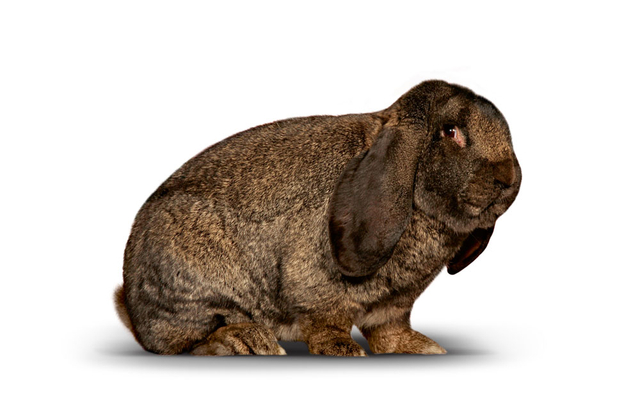 40. Widder-Club-Vergleichsschau 2025 in Schönbach