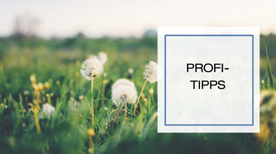 Beliebte Futterpflanzen für Kaninchen