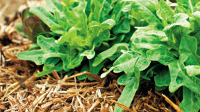 Bestes Stroh für unsere Kaninchen