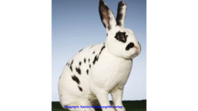 Offene Dalmatiner-Rex-Schau 2024