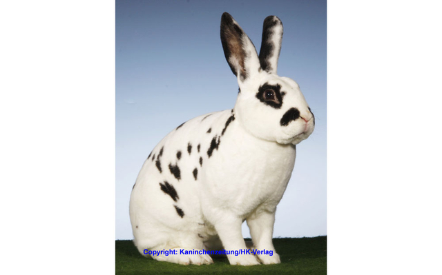 Offene Dalmatiner-Rex-Schau 2024