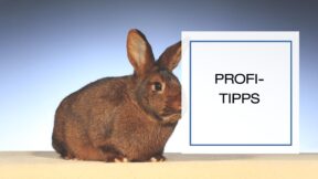 Häufige Zahnerkrankungen beim Hauskaninchen