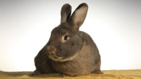 20. Satin-Club-Vergleichsschau 2019