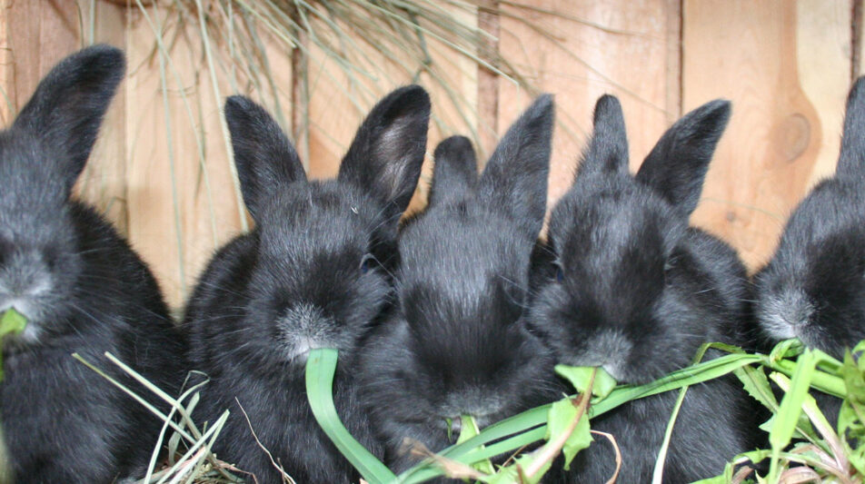 Sachkundelehrgang für Kaninchenzüchter und -halter