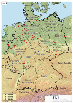 Stand 04.08.2016: RHDV-2: 275; RHDV: 16; EBHSV*: 3 (©Nicole Reimer, FLI)