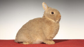 Die Standard-Fachkommission im ZDRK gibt bekannt