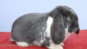 Deutsche Kleinwidder, blau weiß – Rasse des Jahres 2020