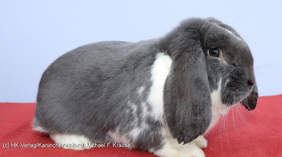 Deutsche Kleinwidder, blau weiß – Rasse des Jahres 2020