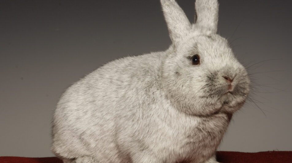 21. Silber-Club-Vergleichsschau 2020