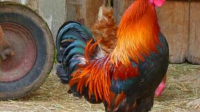 Ortsübliche Emissionen des Landelebens schützen