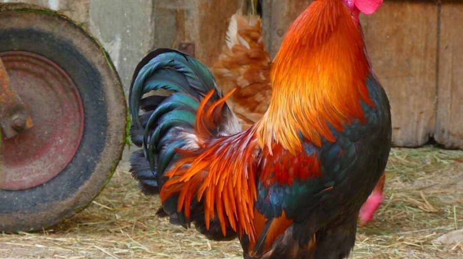 Ortsübliche Emissionen des Landelebens schützen