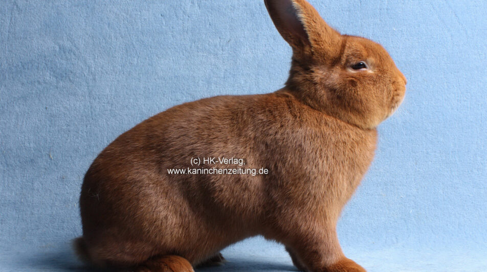 47. Neuseeländer-Club-Vergleichsschau 2021