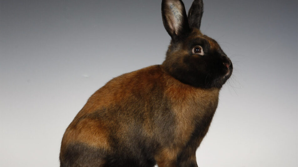 22. Satin-Club-Vergleichsschau 2021