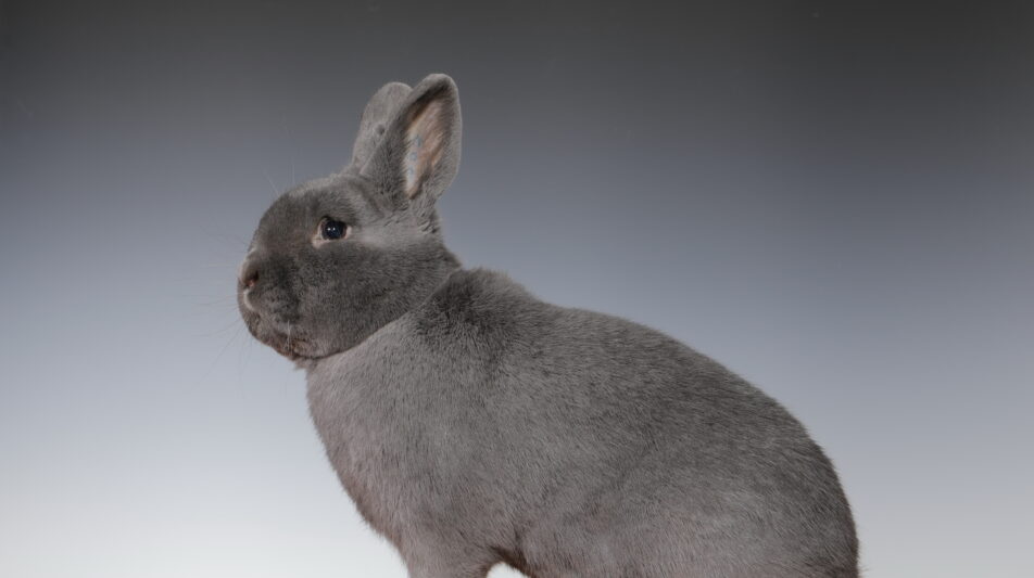 2. Blaue-Holicer-Club-Vergleichsschau 2024 in Mechernich-Kommern