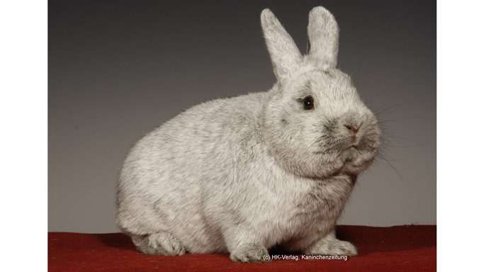 22. überregionale Silberclubvergleichsschau