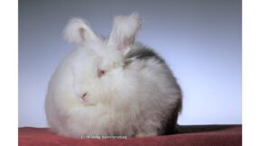 Kongress zur Zucht und Erhaltung alter und bedrohter einheimischer Nutztierrassen