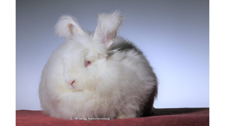 Kongress zur Zucht und Erhaltung alter und bedrohter einheimischer Nutztierrassen