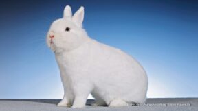 Rassestatistik der 39. Hermelin- und Farbenzwerge-Club-Vergleichsschau 2022 in Frankenthal