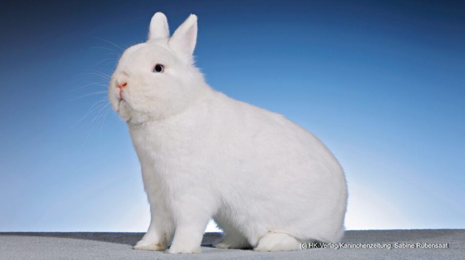 Rassestatistik der 39. Hermelin- und Farbenzwerge-Club-Vergleichsschau 2022 in Frankenthal