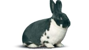 Rassestatistik der 30. Osterlandschau mit 14. Mecklenburger-Schecken-Club-Vergleichsschau und 31. Rex-Club-Vergleichsschau 2022 in Ronneburg