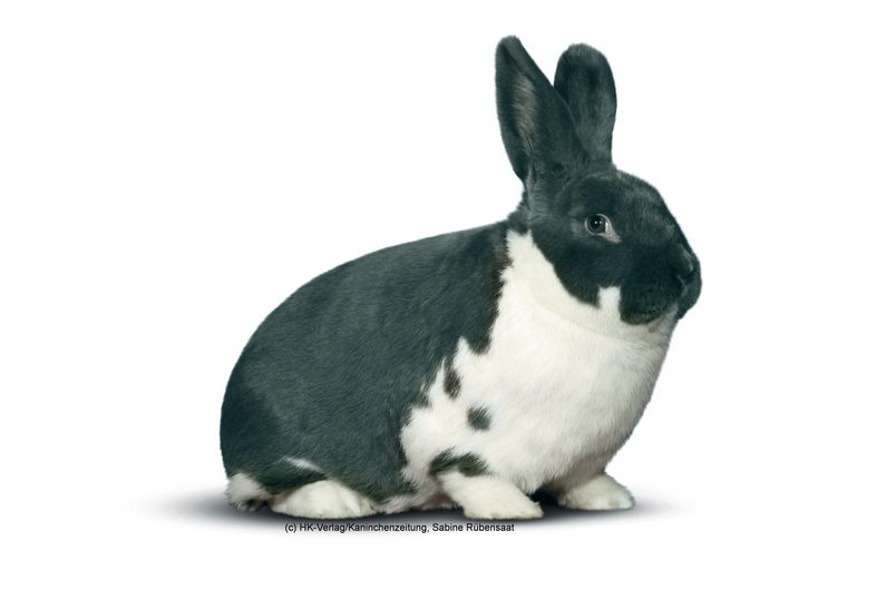 Rassestatistik der 30. Osterlandschau mit 14. Mecklenburger-Schecken-Club-Vergleichsschau und 31. Rex-Club-Vergleichsschau 2022 in Ronneburg