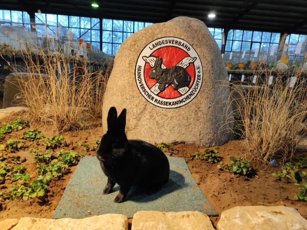 Satin, schwarz, 97,5 Punkte Sieger, von Jessica Nöppert.
