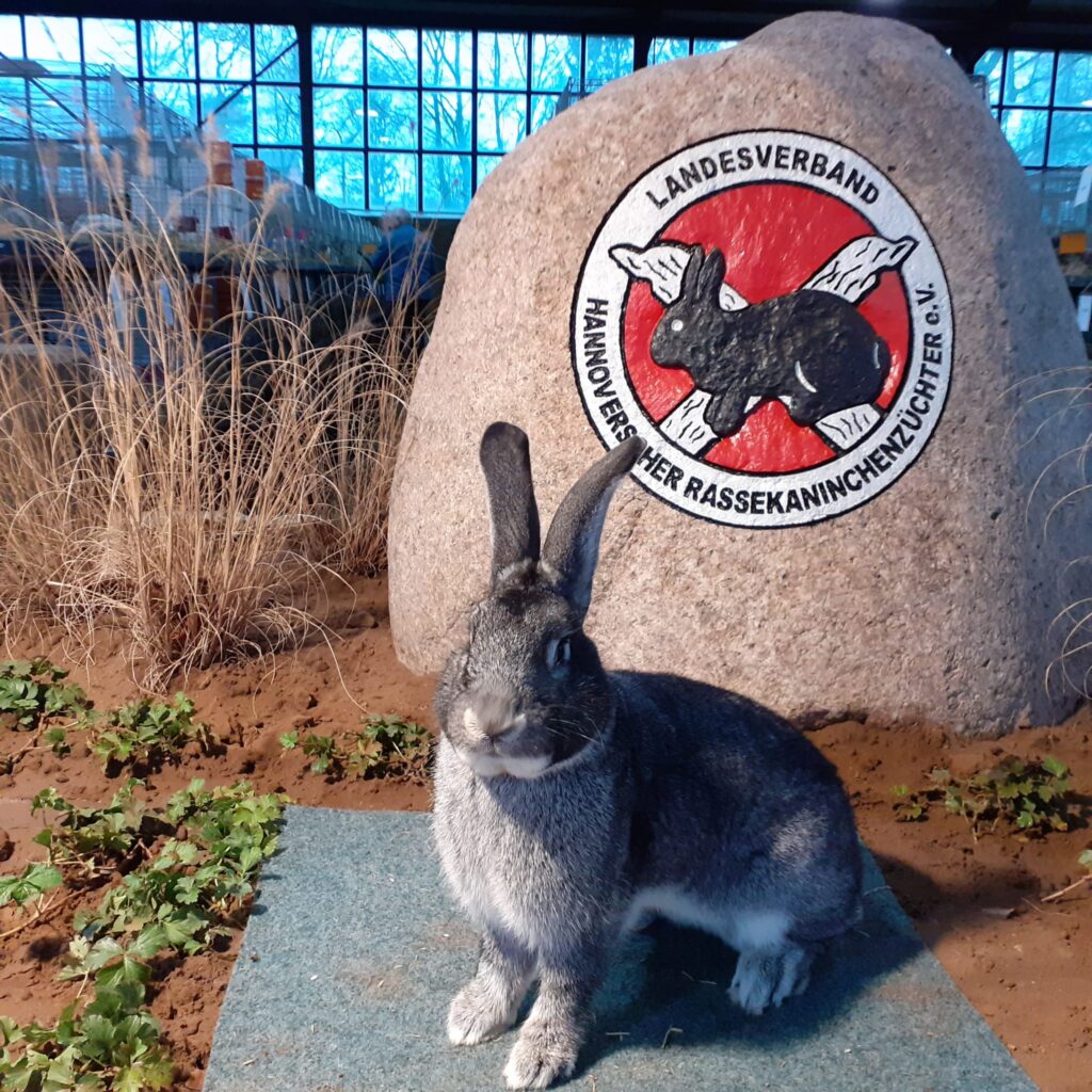 Großchinchilla, 97,5 Punkte Sieger, von Christian Knoll.
