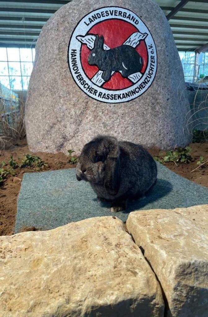 Zwergwidder, dunkel-/eisengrau, 97 Punkte, von der ZGM Heins-Vohrer.