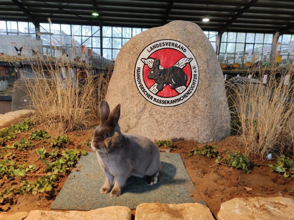 Satin, fehfarbig, 97,5 Punkte Sieger, von Janka Nöppert (Jugend).