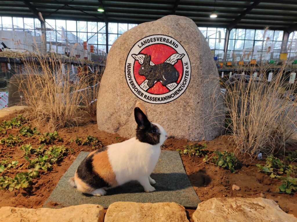 Holländer, japanerfarbig-weiß, 97 Punkte, von der ZGM Nöppert.