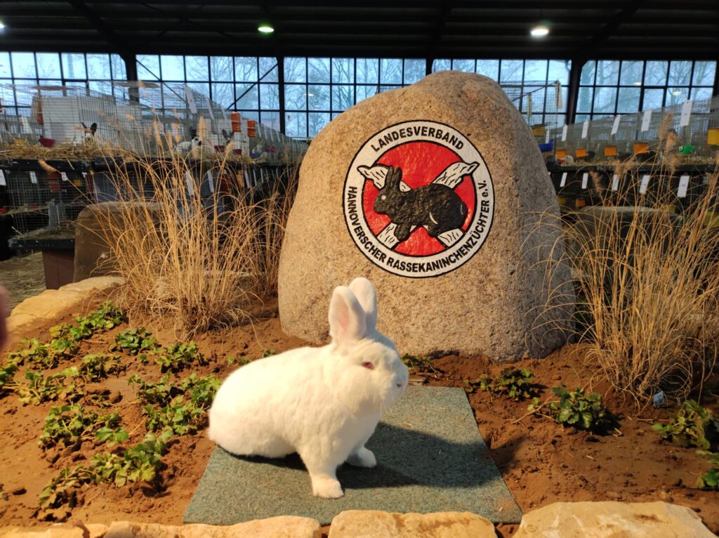 Weiße Neuseeländer, 97,5 Punkte Sieger, von Hartmut Peters.