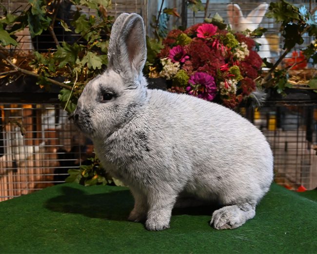 Sieger (HGrS, 97,5 LVE) von Klaus-Dieter Behrends