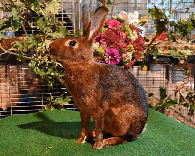 Ha rotbraun (0,1 97,5 KVE) von Harald Janßen