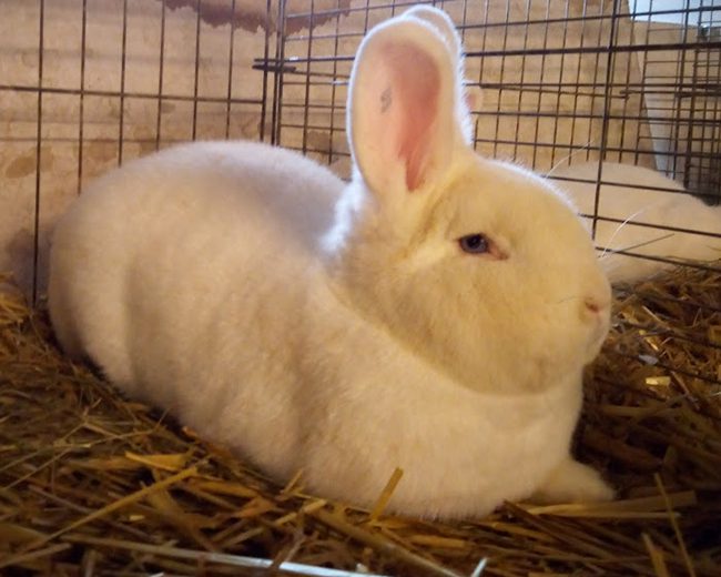 Weiße Wiener (97,5) von Jörg Hansen