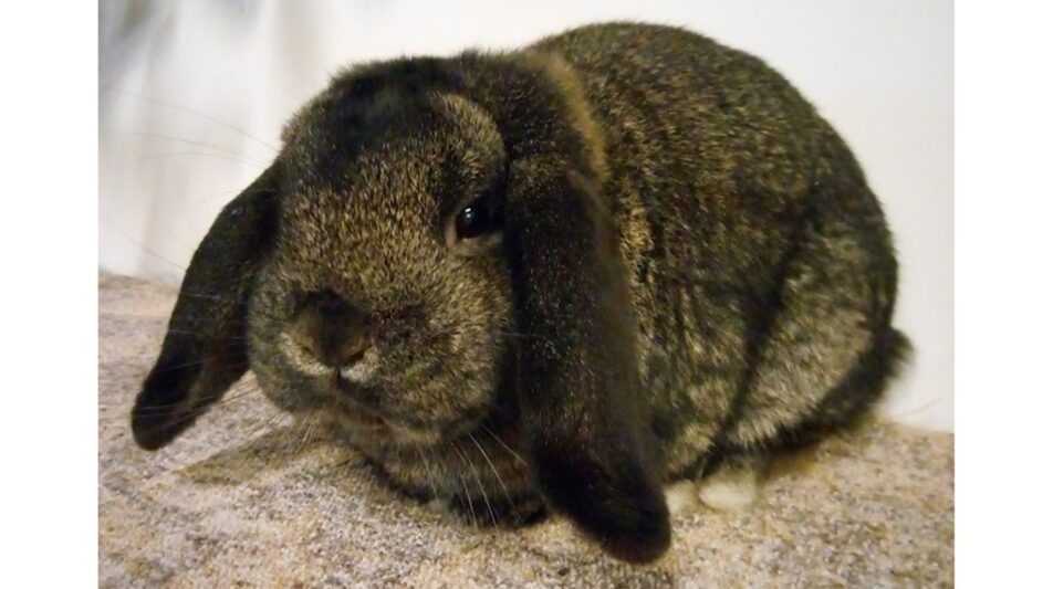 Neues aus dem KV Neumünster