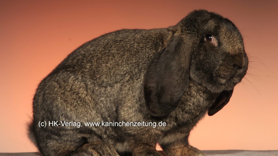 Widderkaninchen: Studie widerlegt Vorwürfe von Tierschutzorganisationen