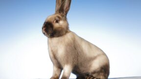 Arbeitsgemeinschaft der Satin-Clubs im ZDRK