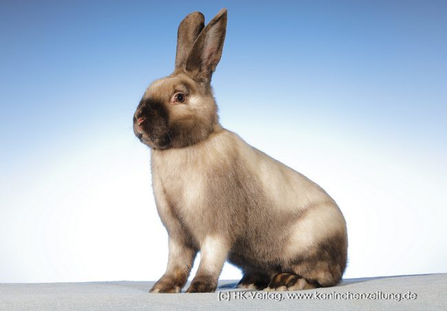 Einladung zur JHV 2024 – AG der Satin Clubs im ZDRK