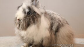 Die Standard-Fachkommission im ZDRK gibt bekannt – Presseinformation 3/2023