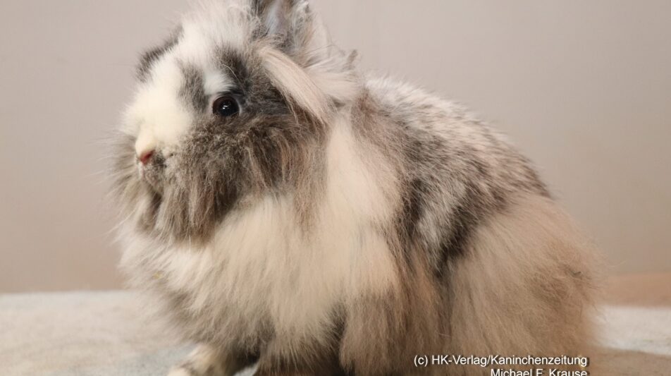 Die Standard-Fachkommission im ZDRK gibt bekannt – Presseinformation 3/2023