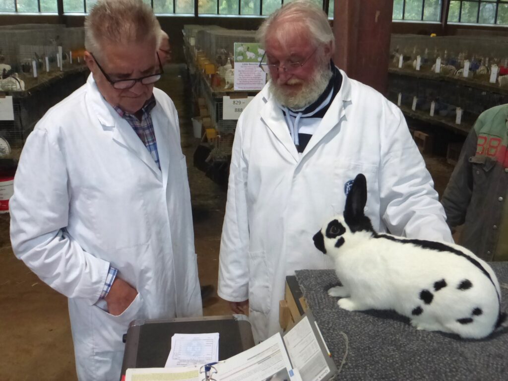 48. Schecken-Club-Vergleichsschau 2023 in Nienburg (2)