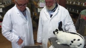 48. Schecken-Club-Vergleichsschau 2023 in Nienburg