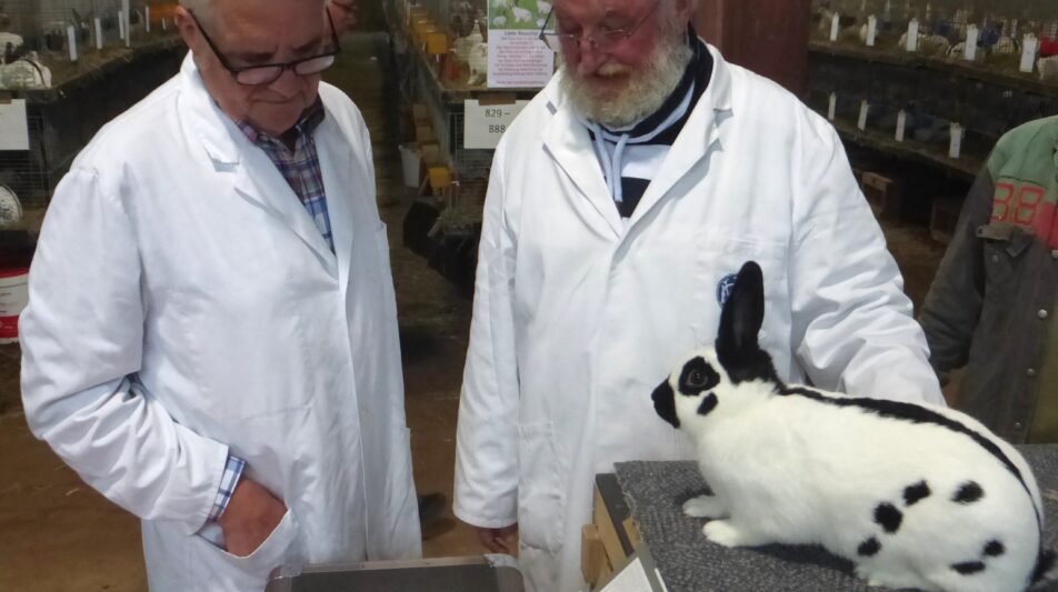 48. Schecken-Club-Vergleichsschau 2023 in Nienburg