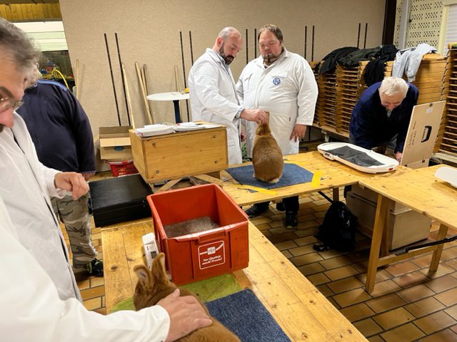 49. Neuseeländer-Club-Vergleichsschau 2023 in Bramsche (3)